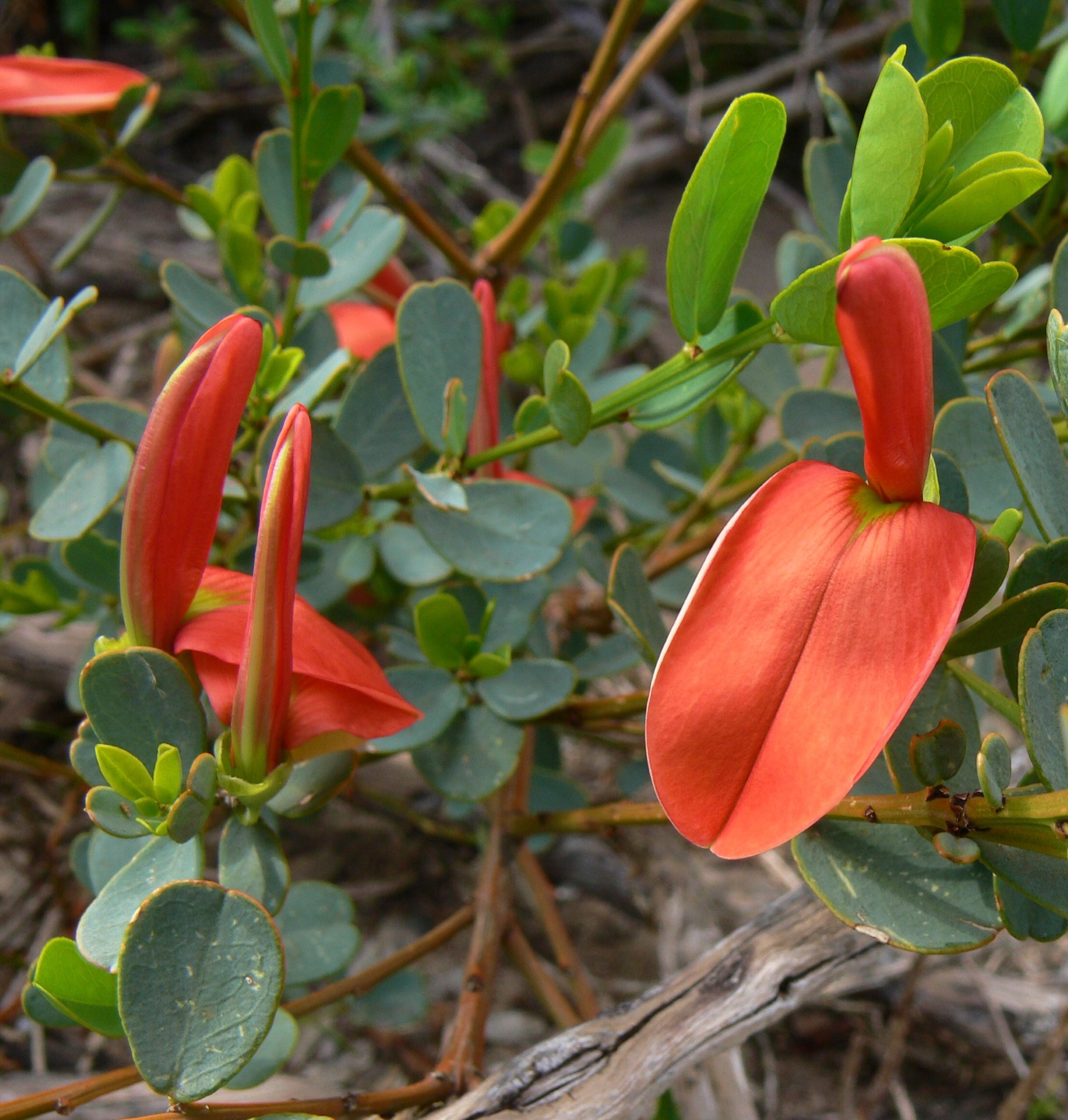Flora of other areas of South Australia - Andy Down Under