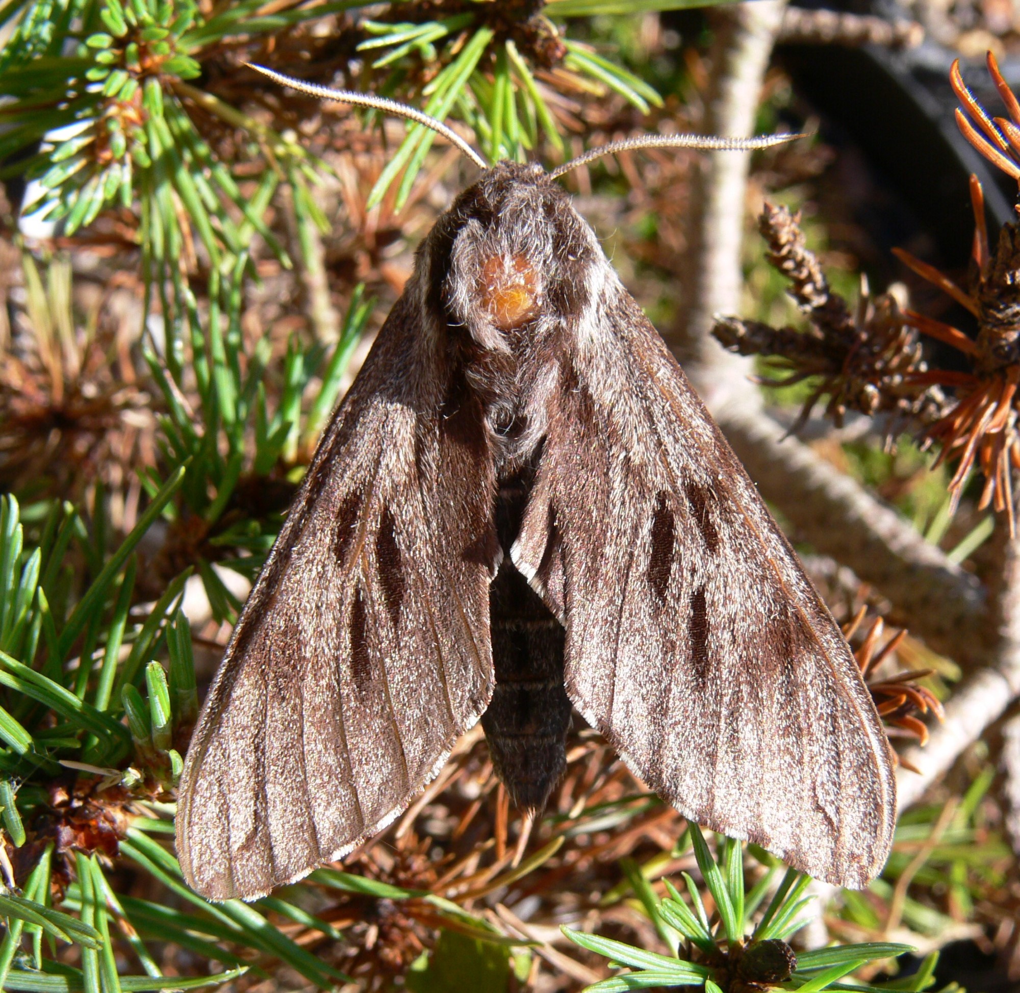 Moths of Derbyshire - part 2 - Andy Down Under