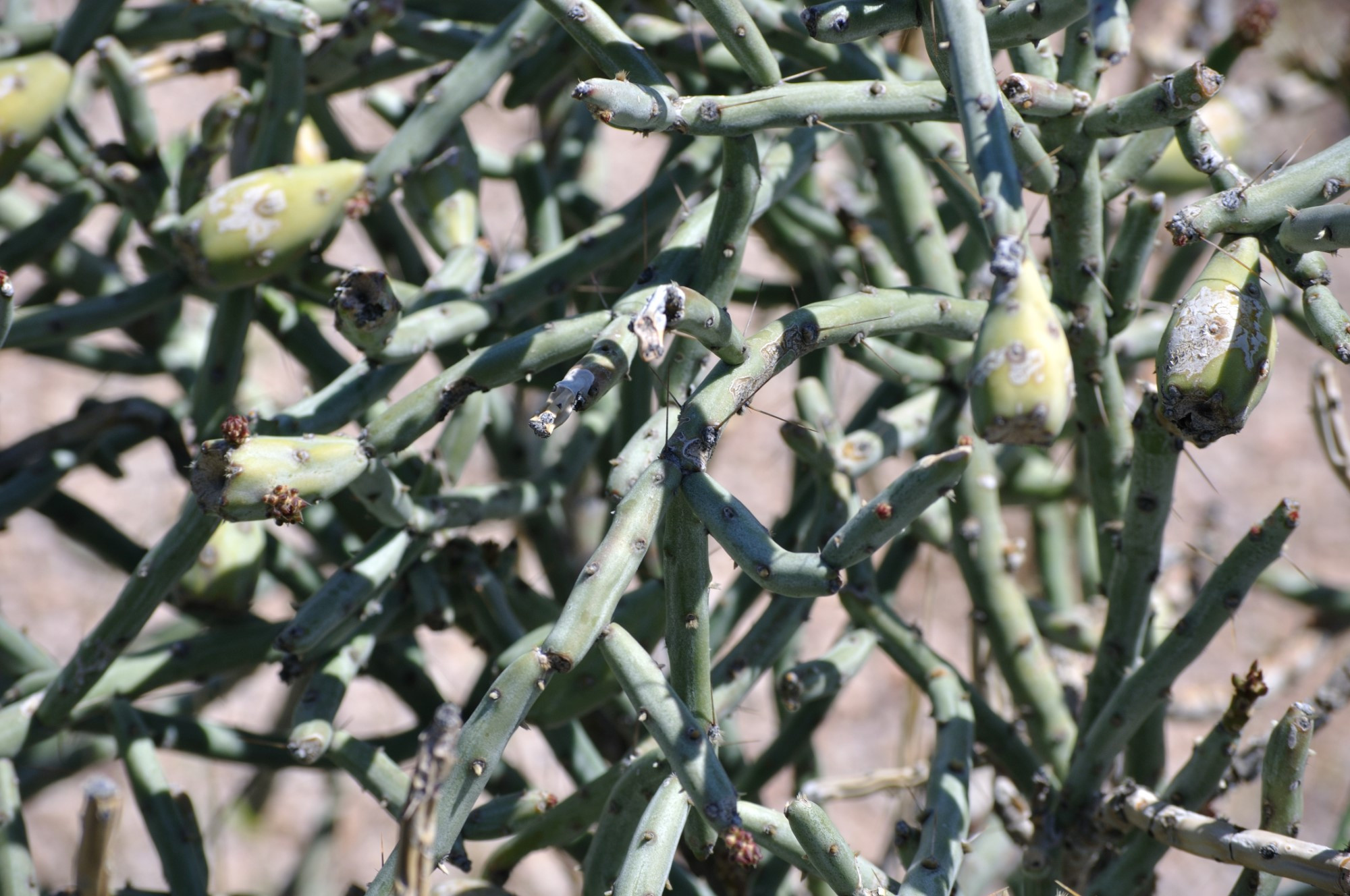 ca