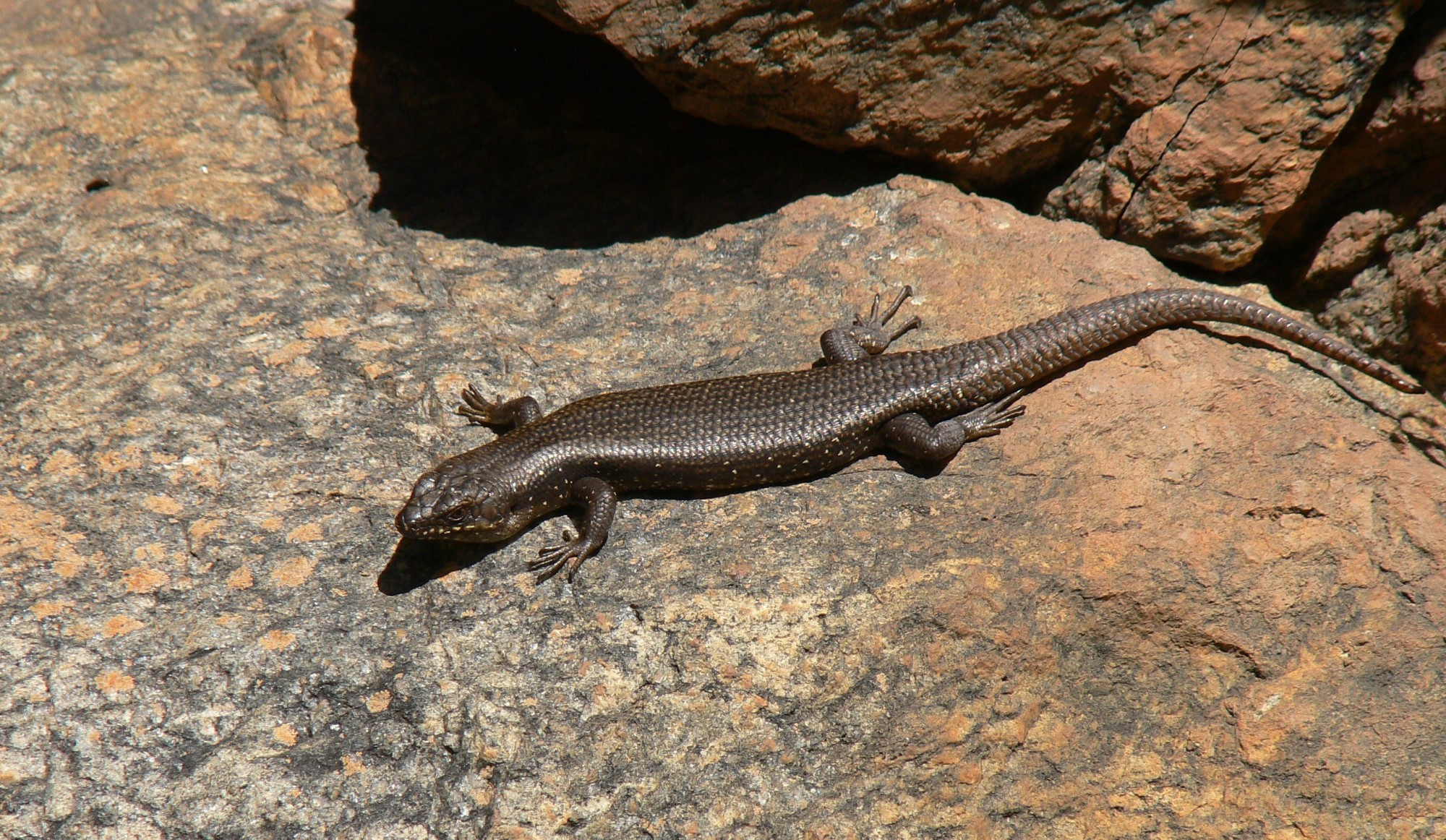 ts