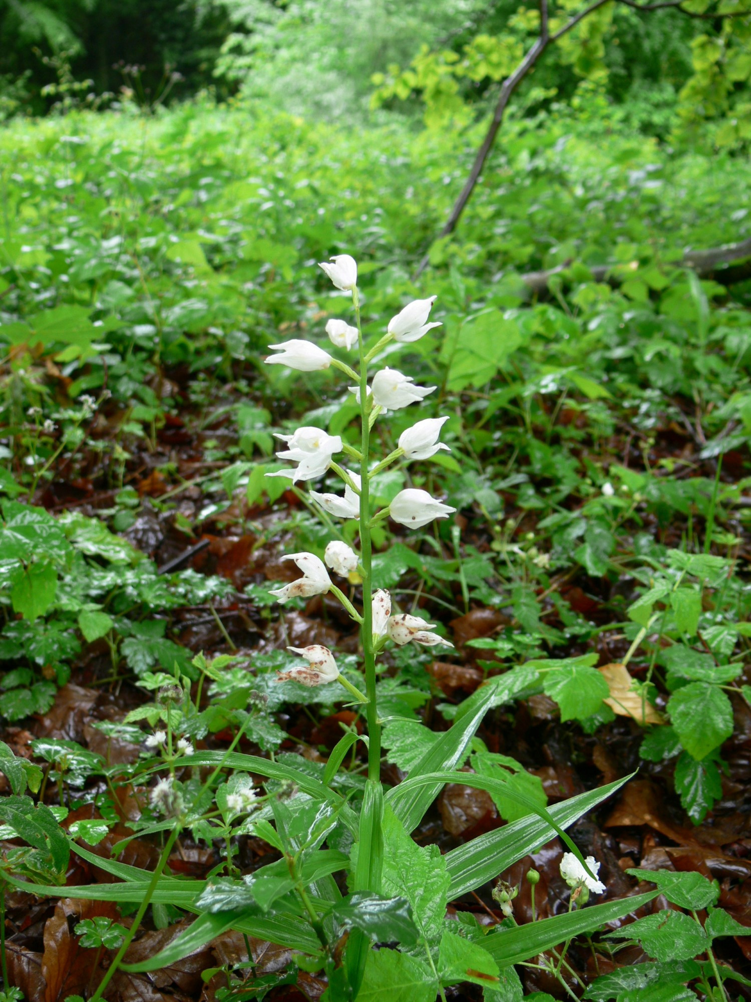 nh