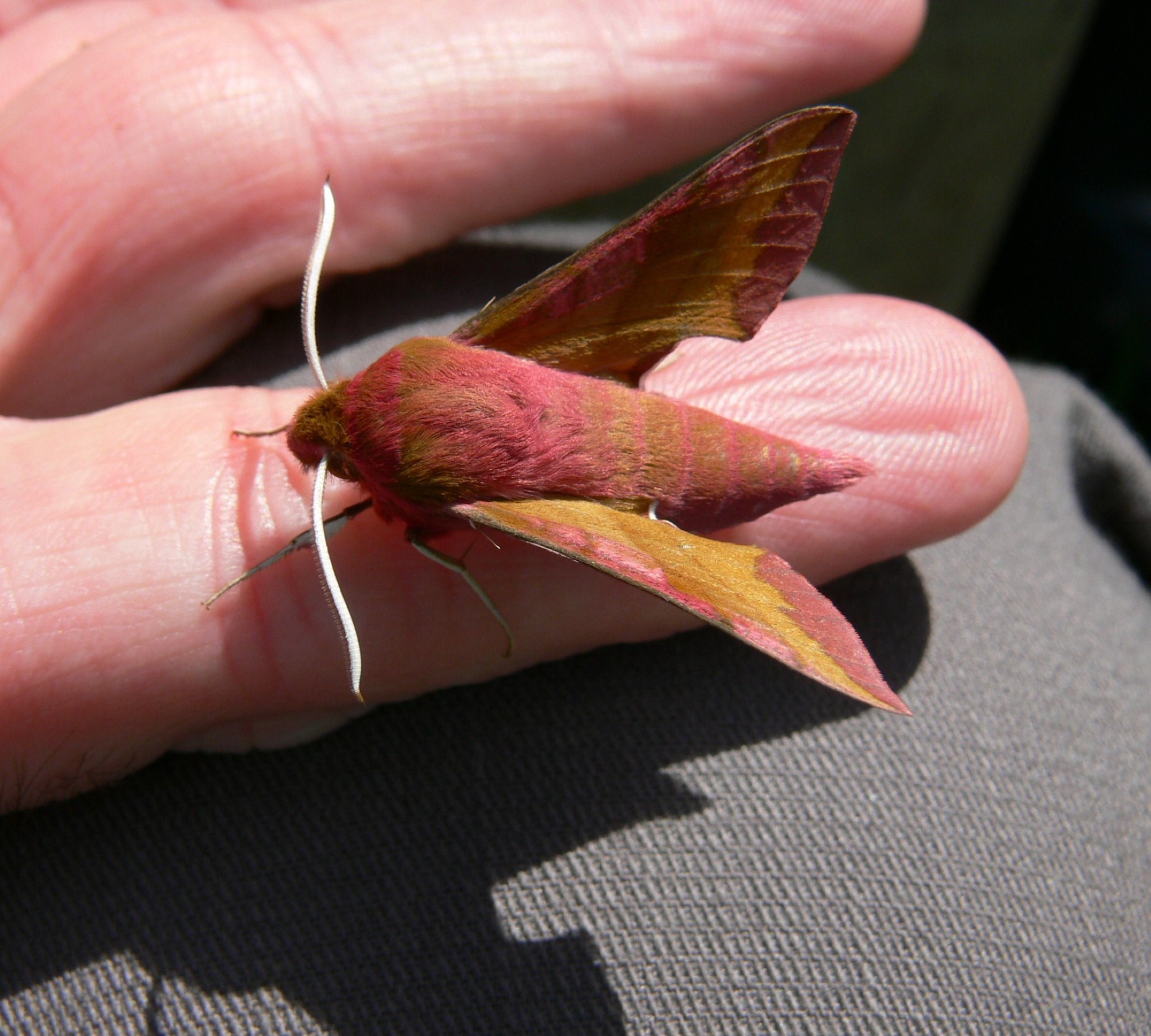 se