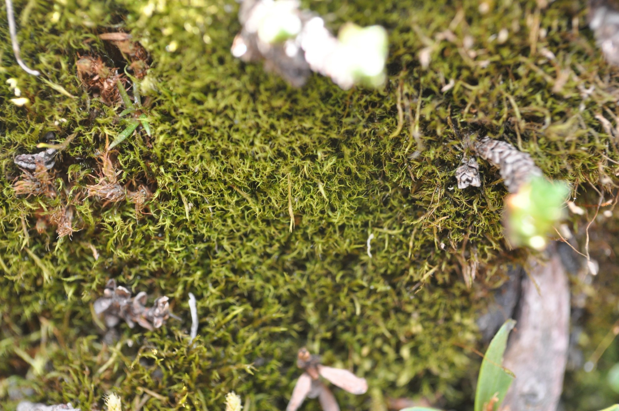 dc