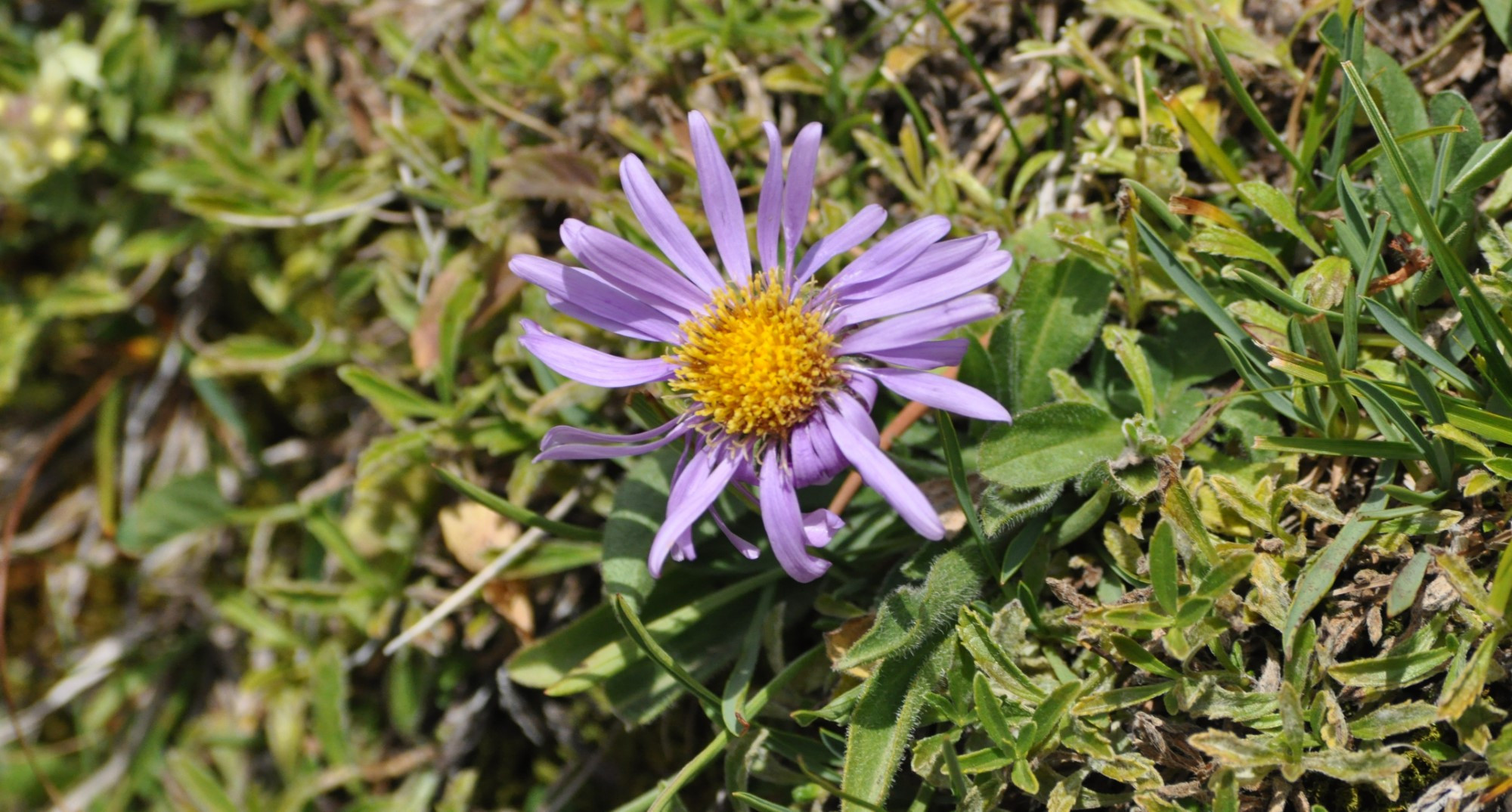 aa