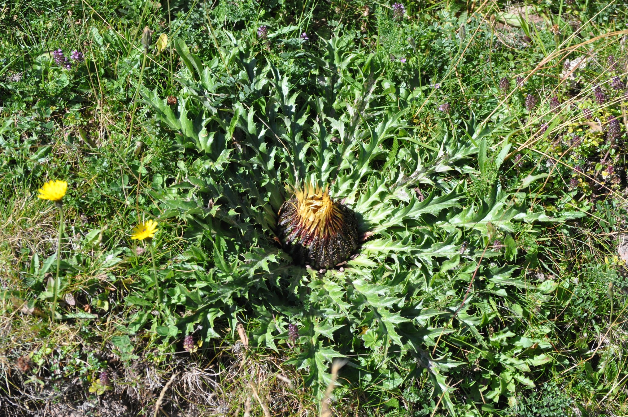 ca