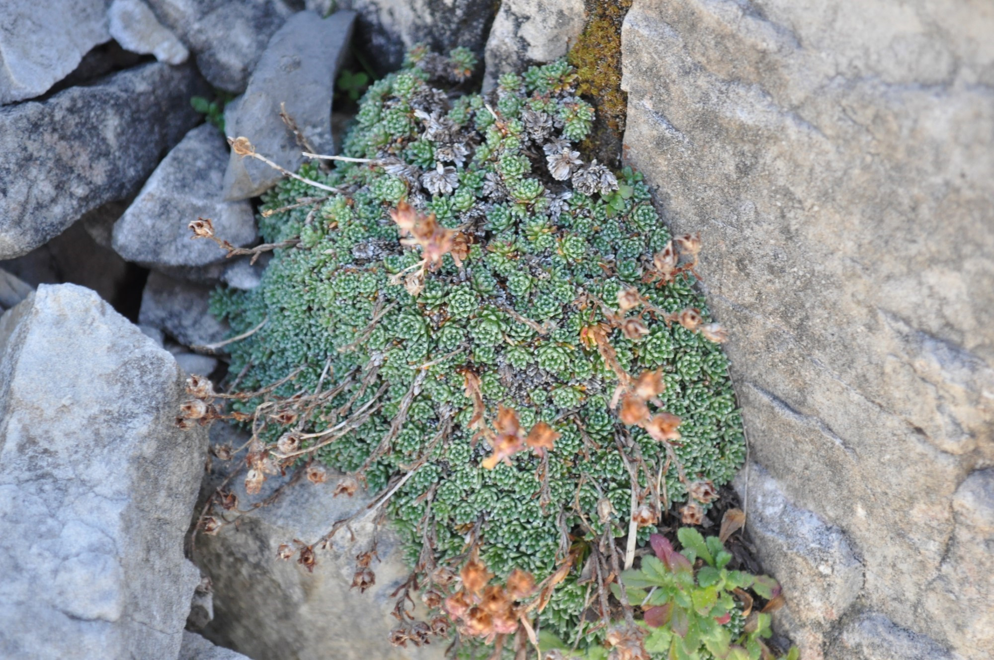 sa