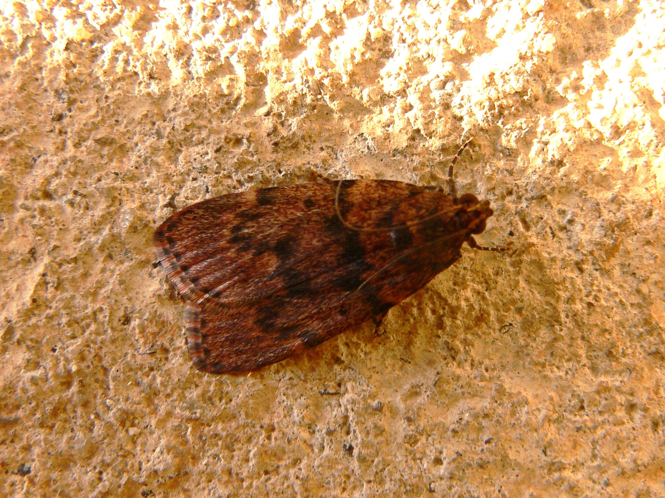 mn
