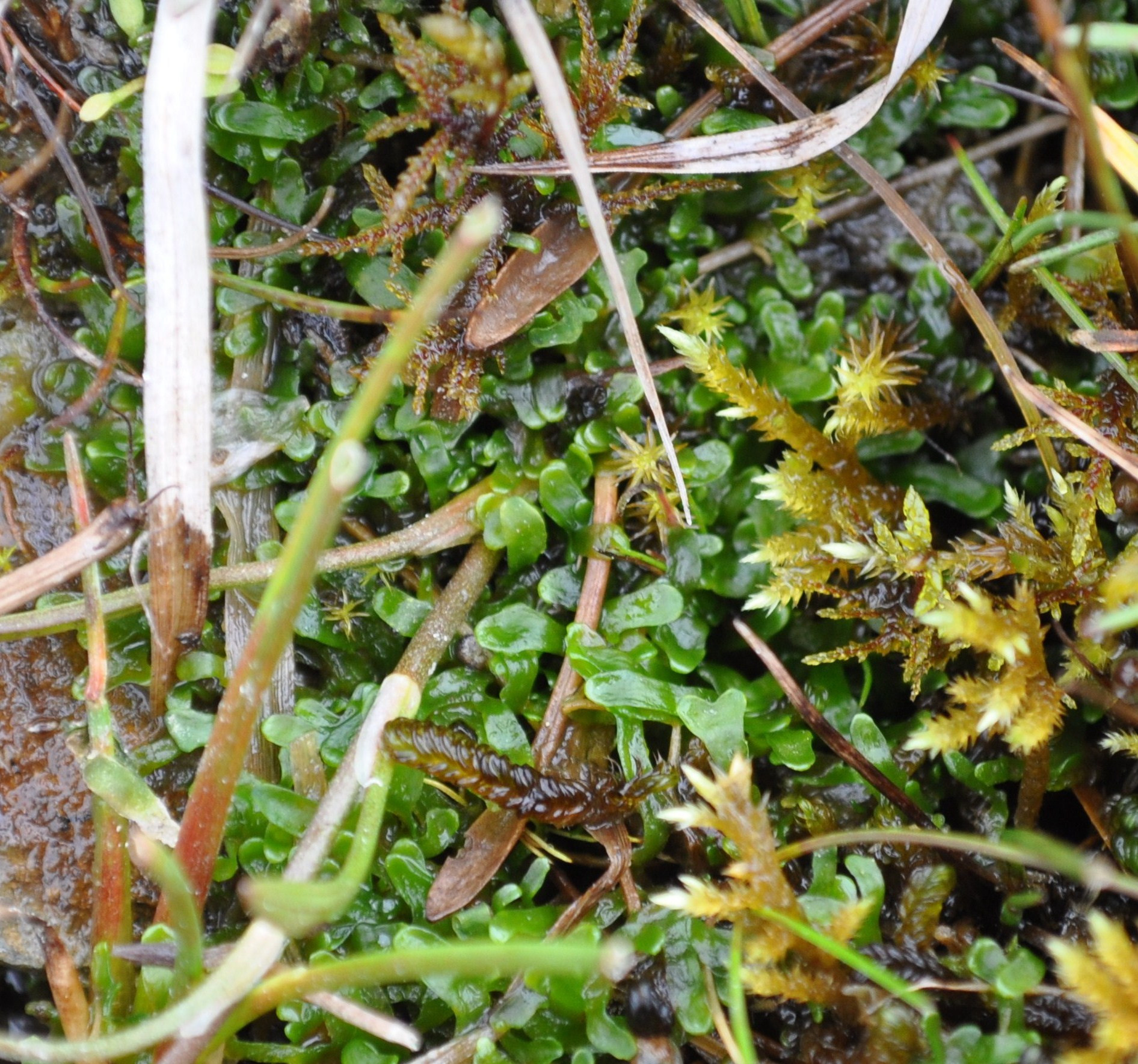aa