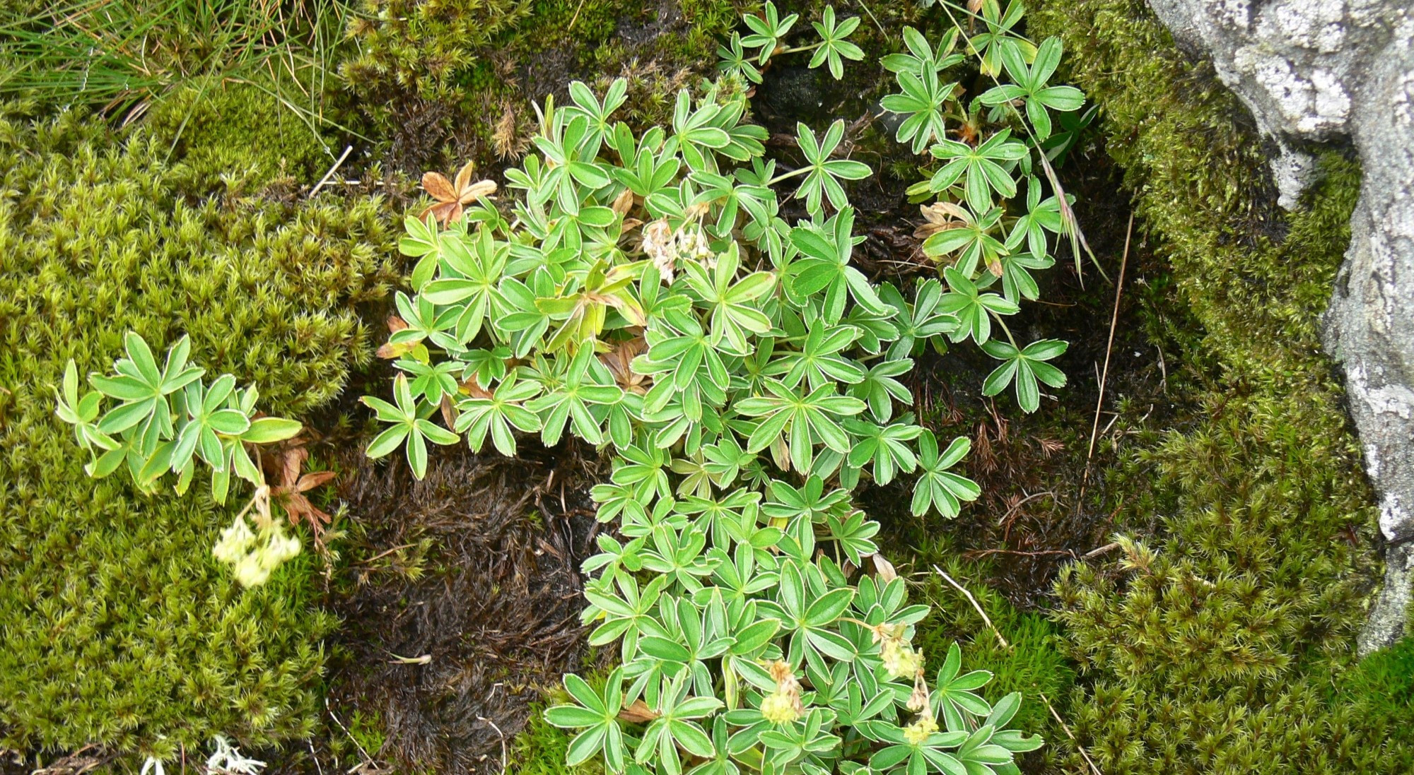 aa