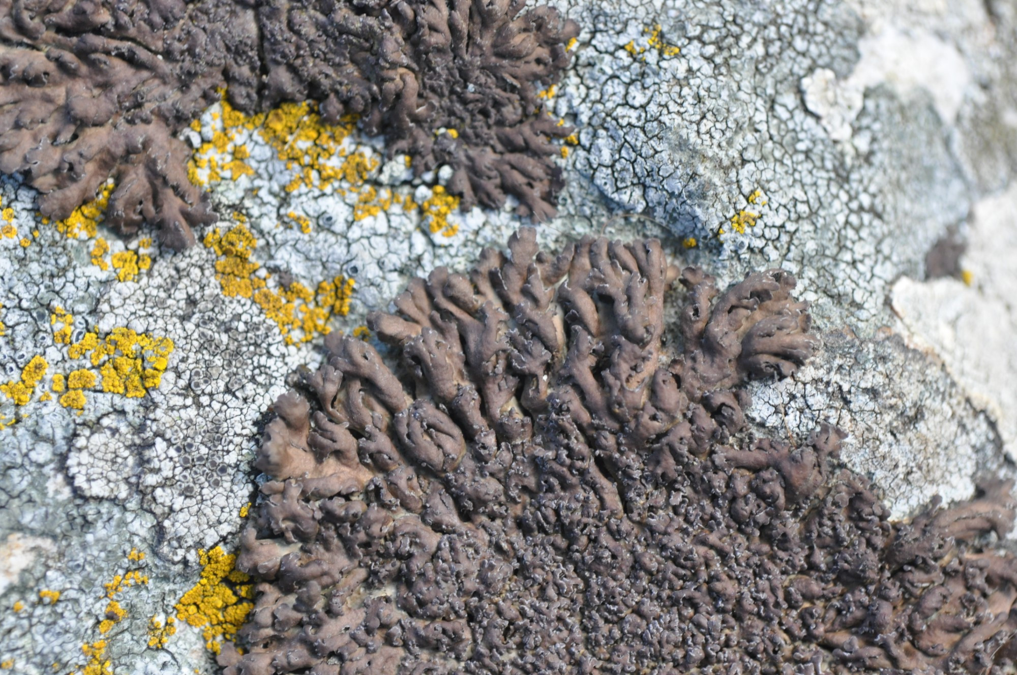 an