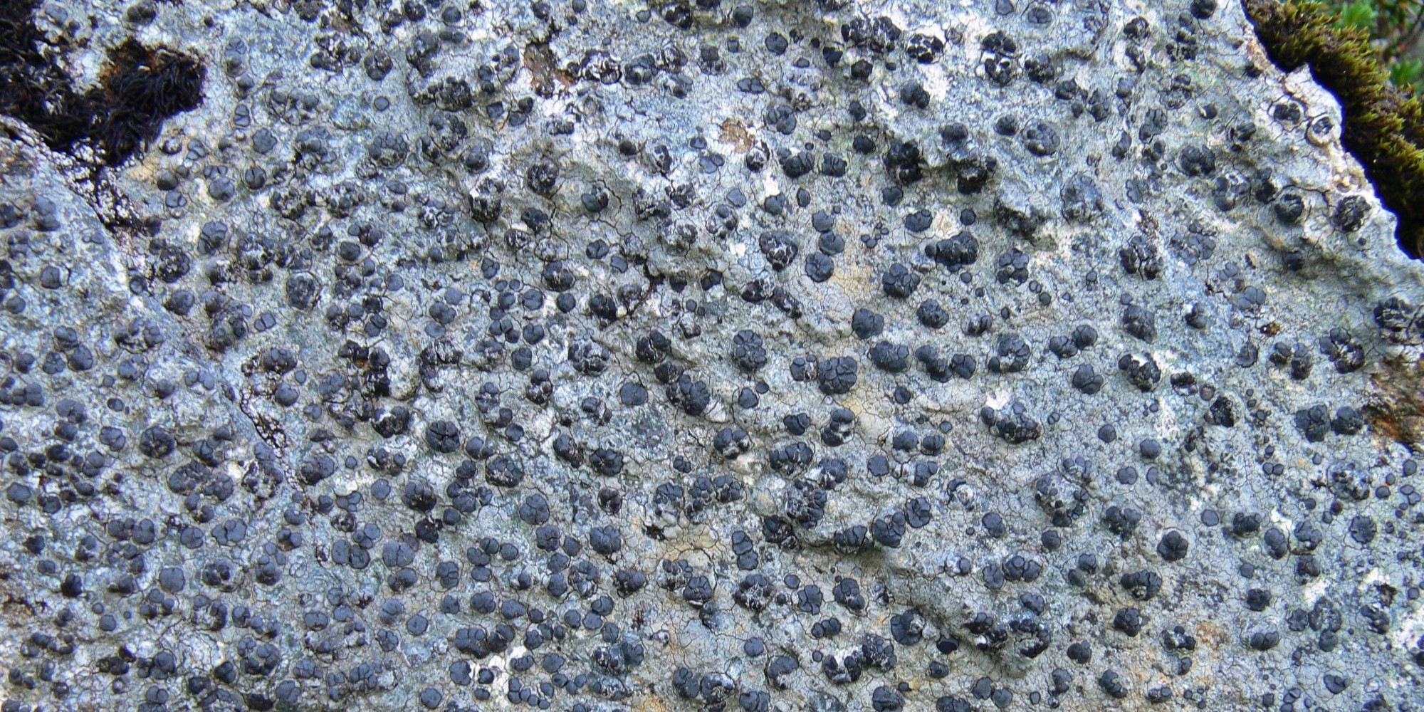 pt
