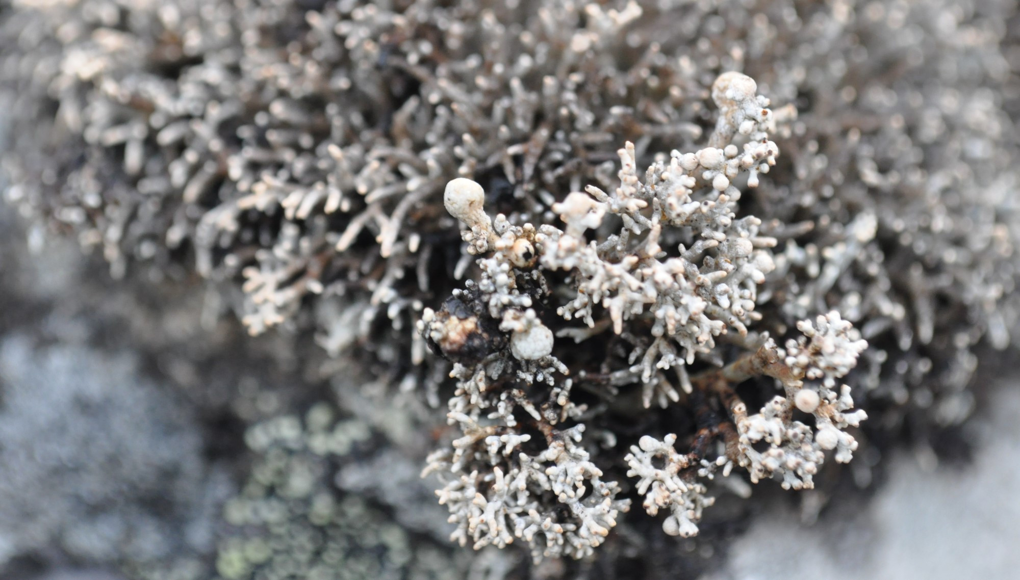 spp