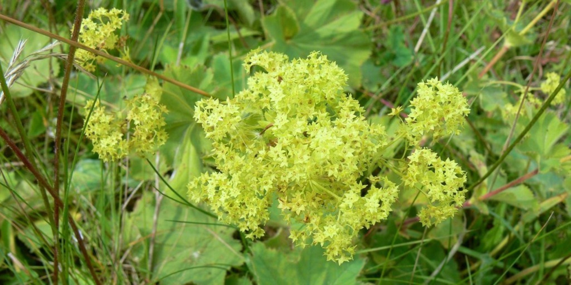 am
