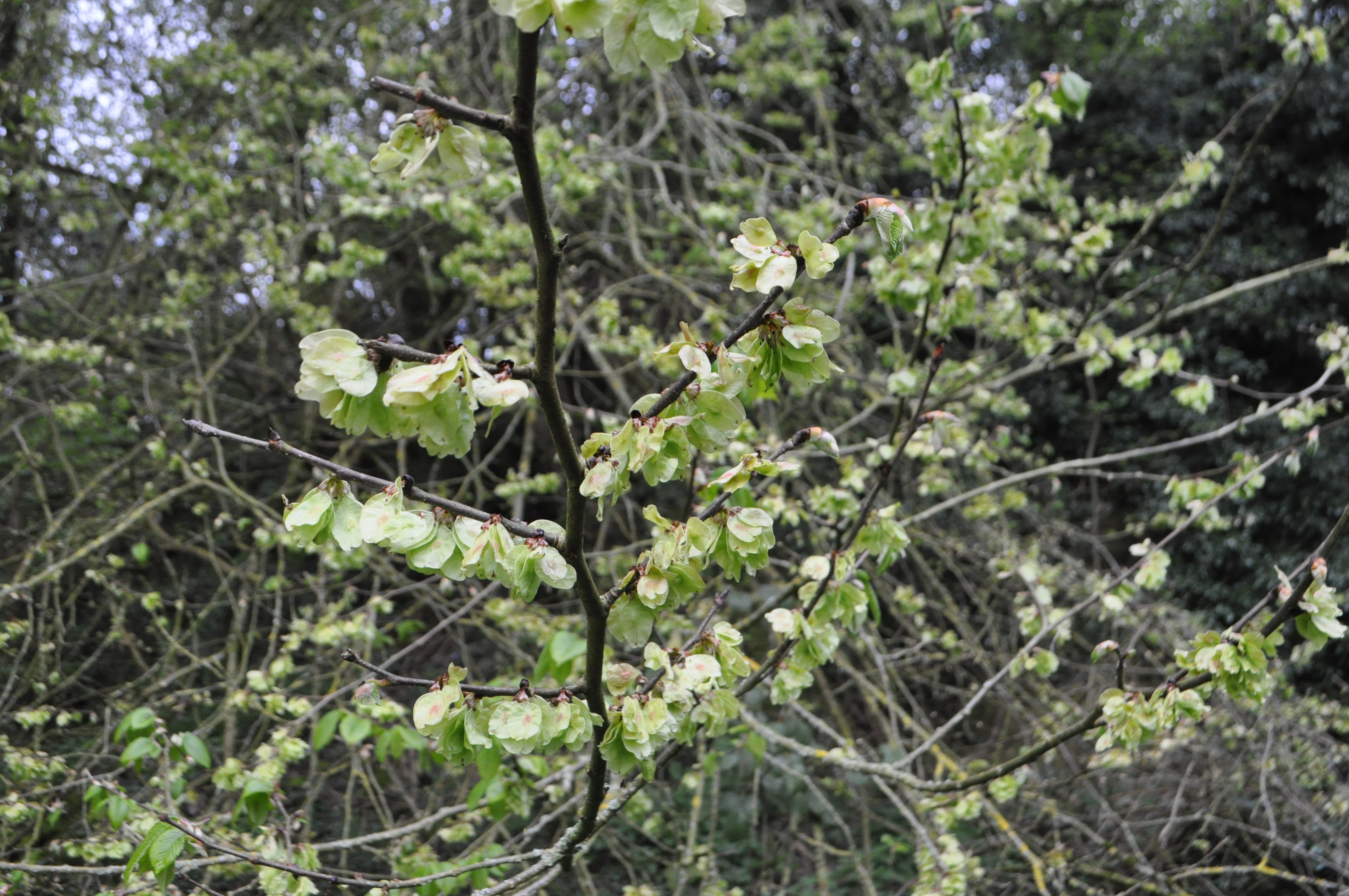 elm
