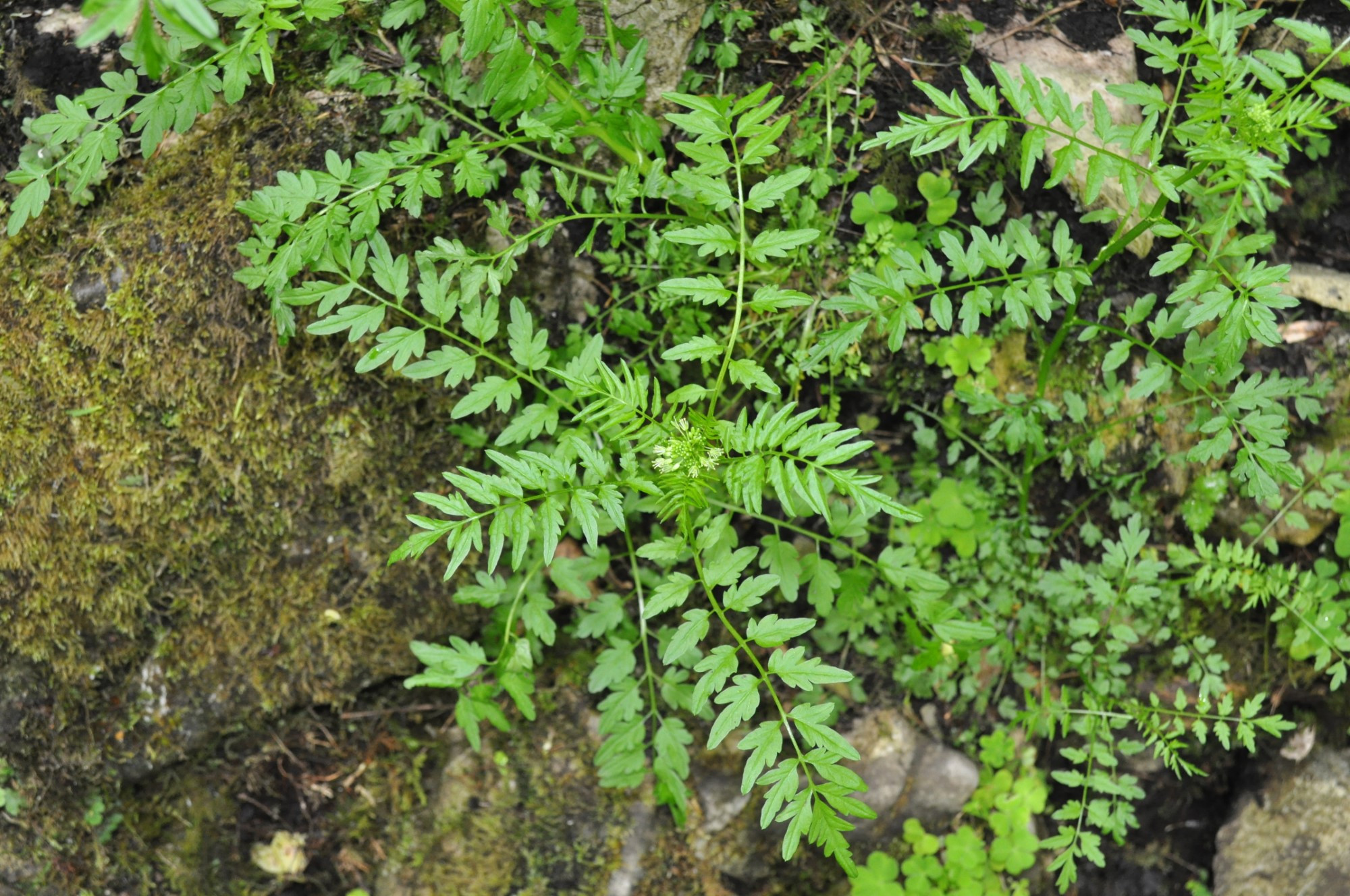 nbl