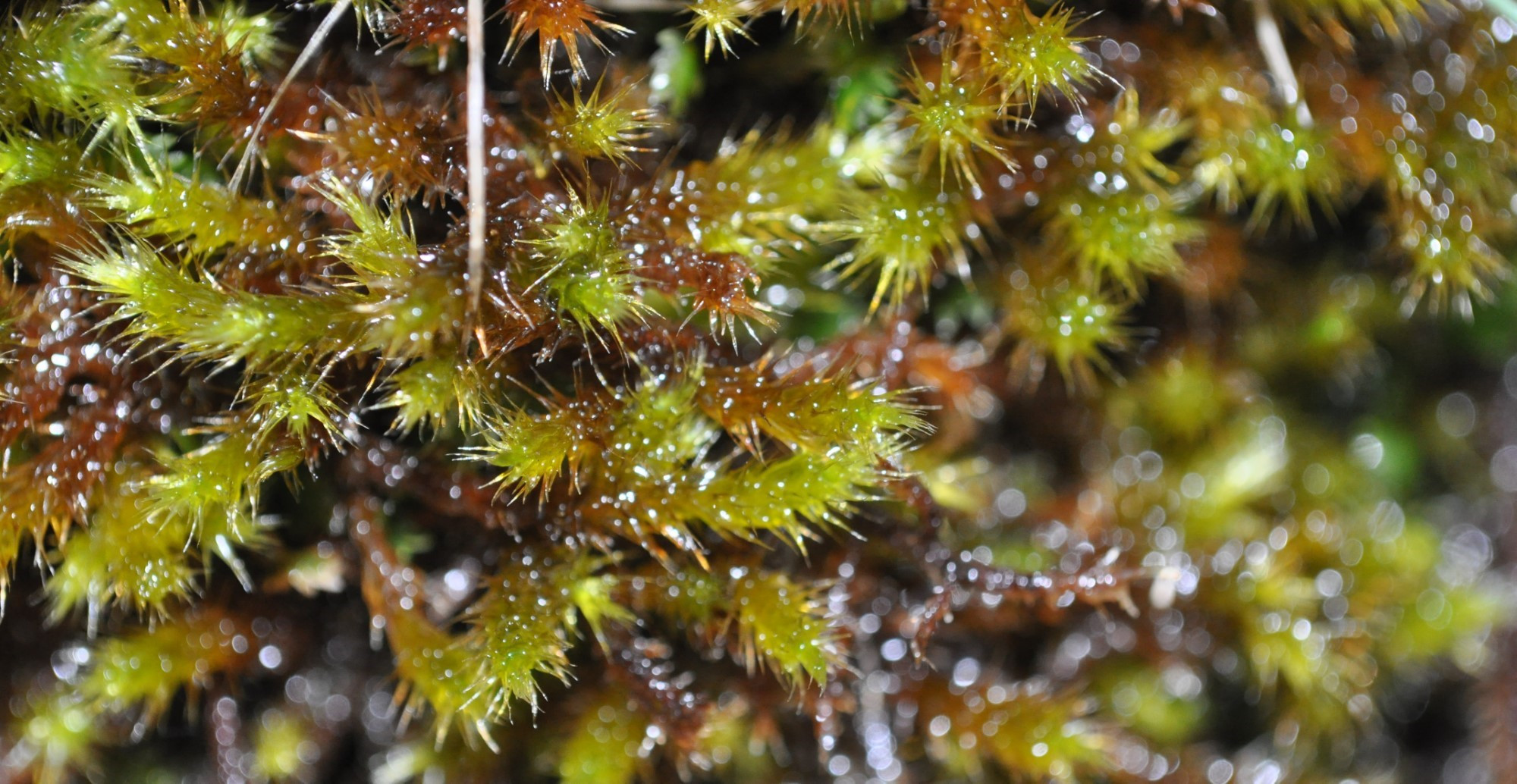 ca