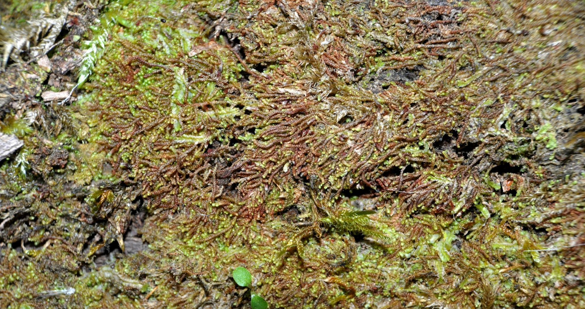 nw