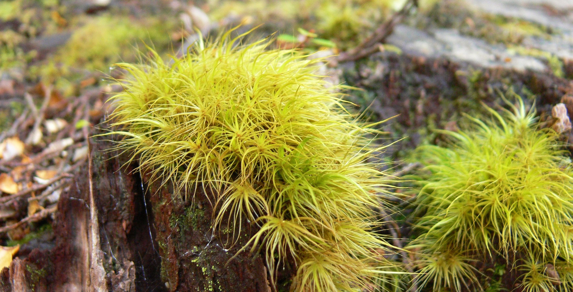 dc