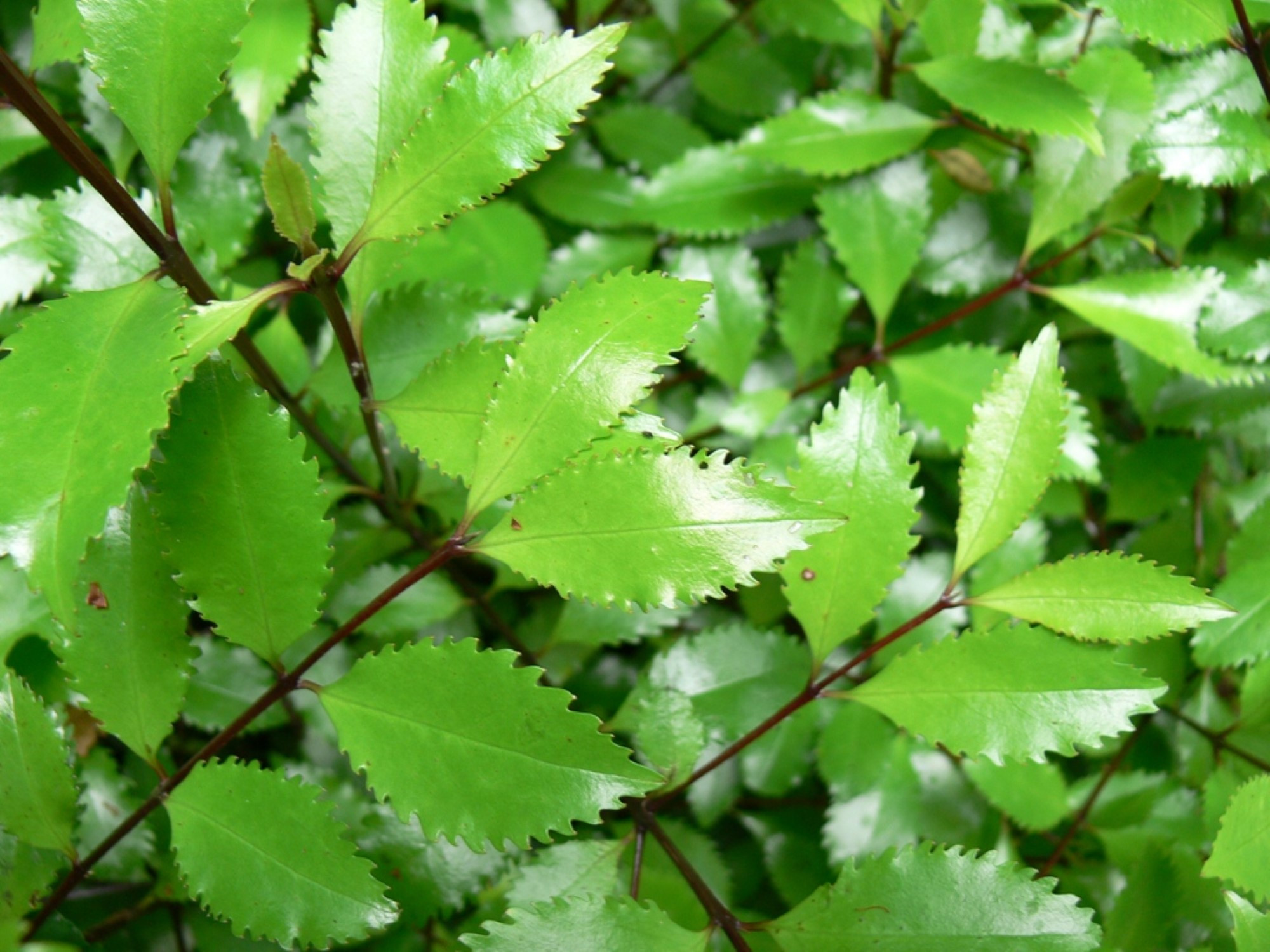 al