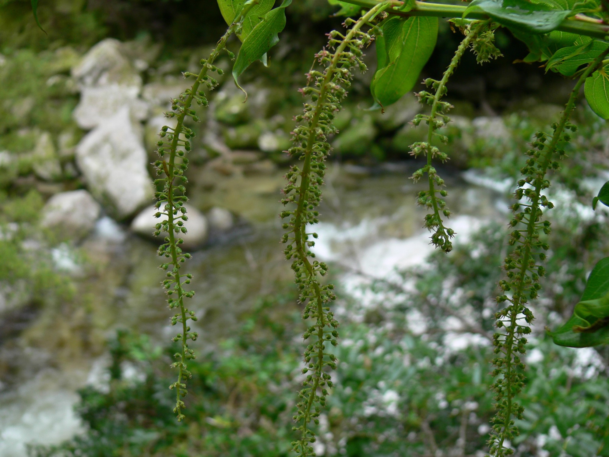 ca