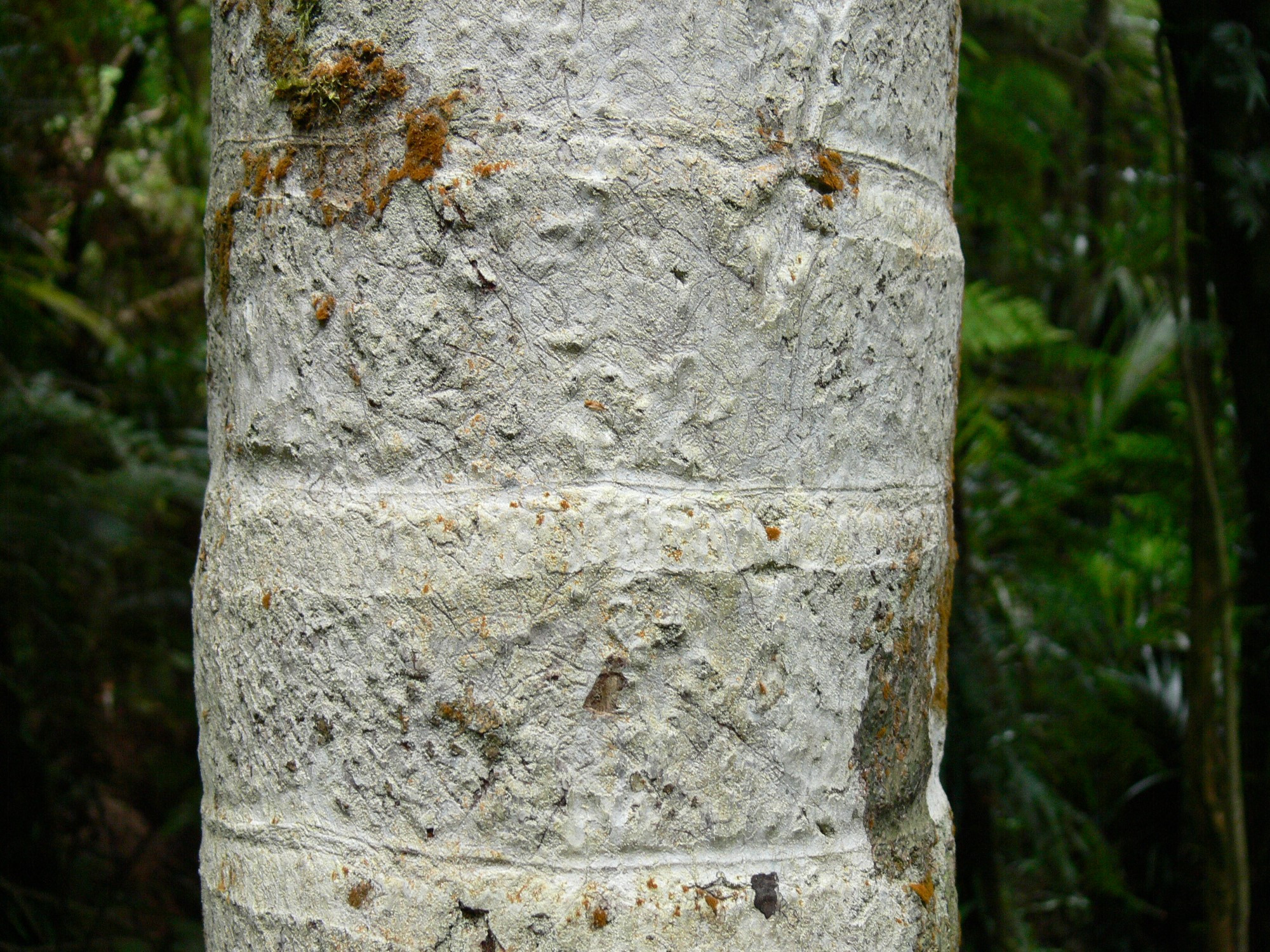 nt