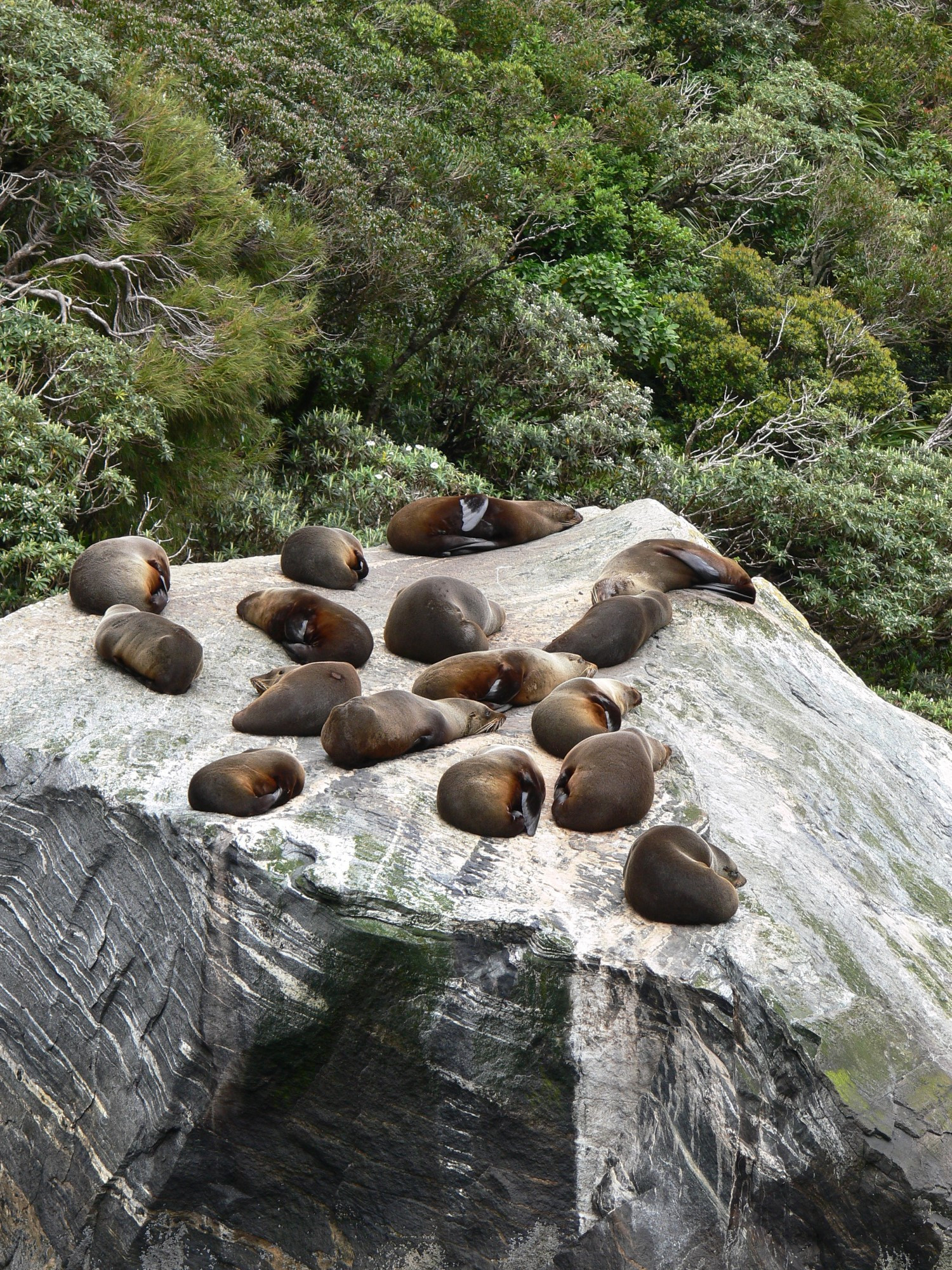 nz