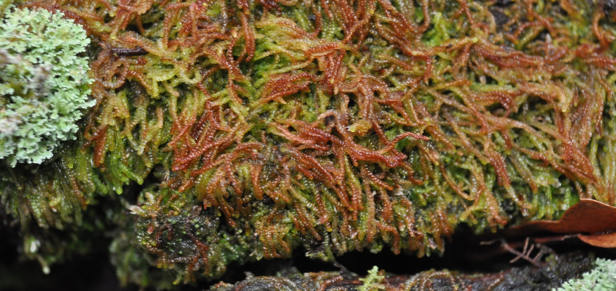 nw